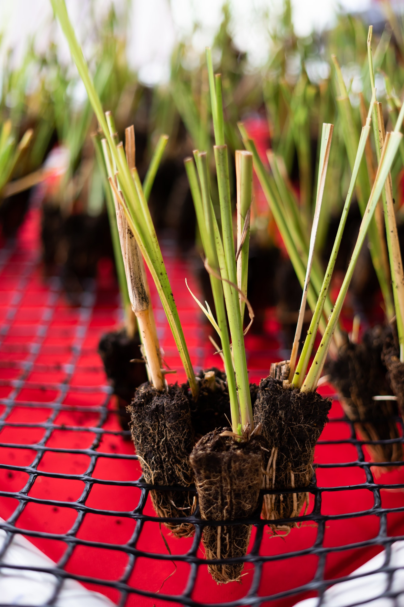 Lemongrass cuttings to grow herb for beginners