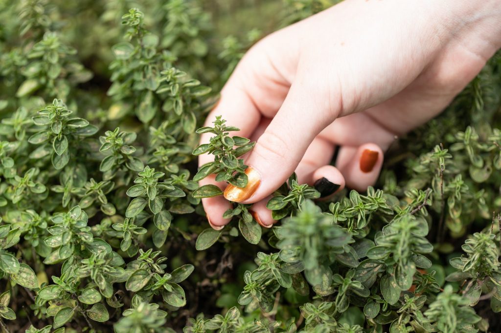 Oregano spices