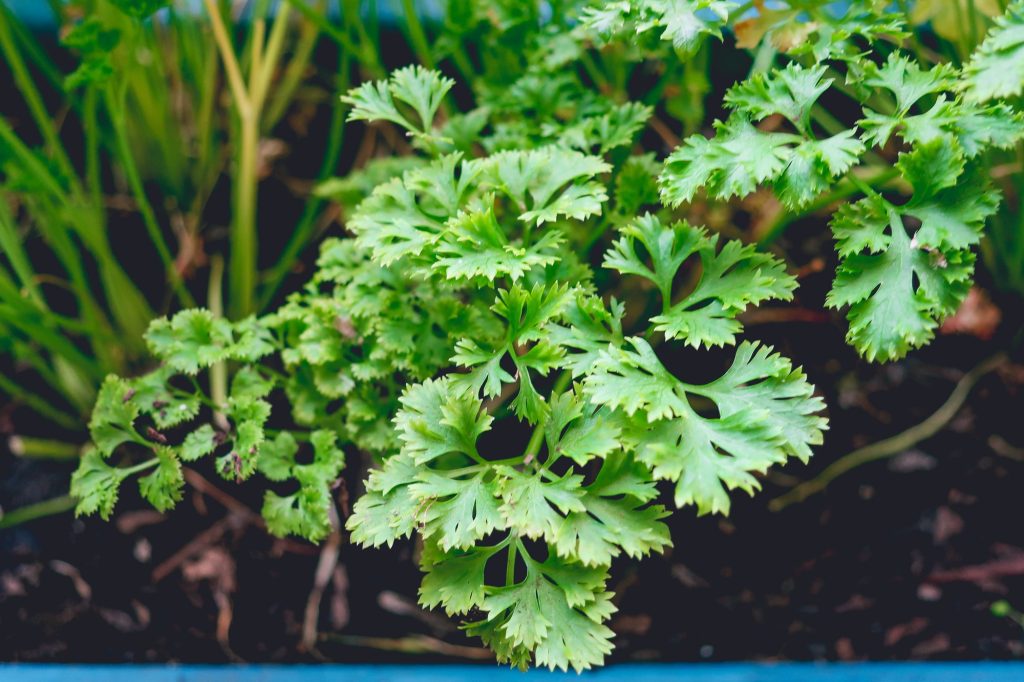 parsley growing in the garden