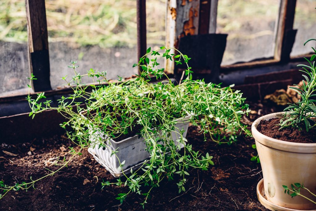 Growing thyme in the house