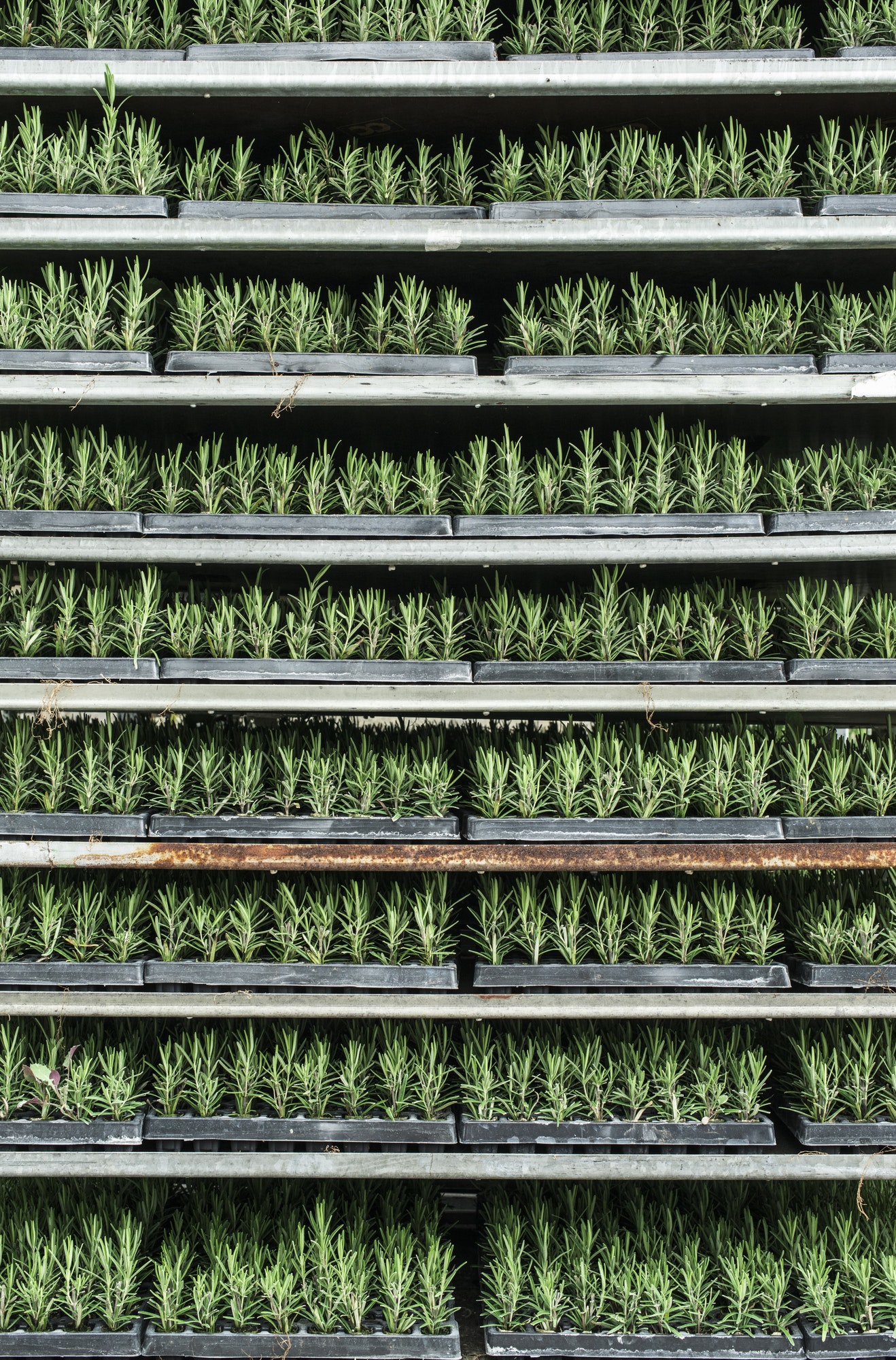 Rosemary in a pot