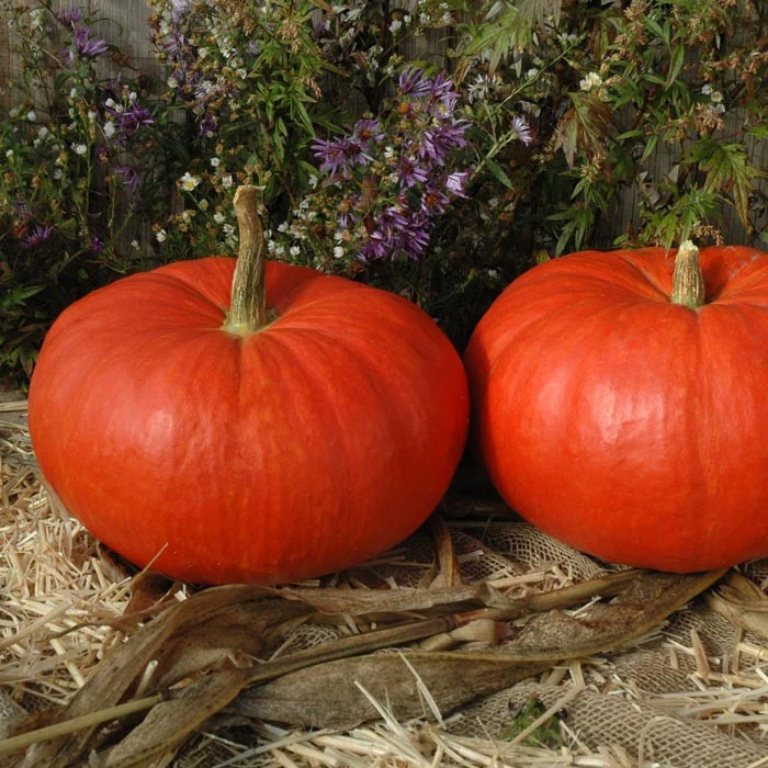 Rouge vif d'etampes pumpkin