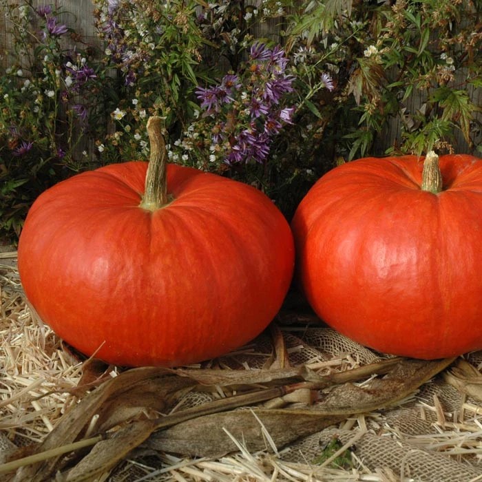 rouge vif d'etampes pumpkin