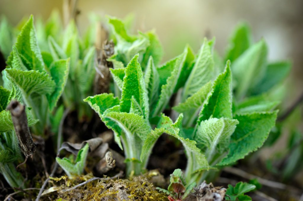 Growing sage in the garden