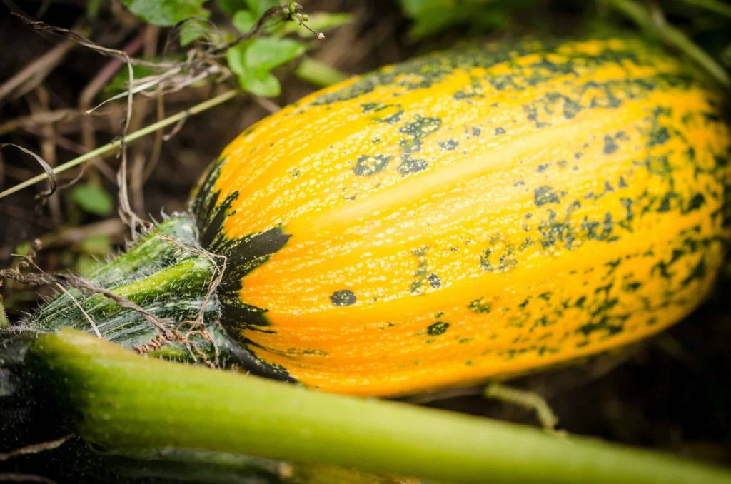 Squash Companion Plants