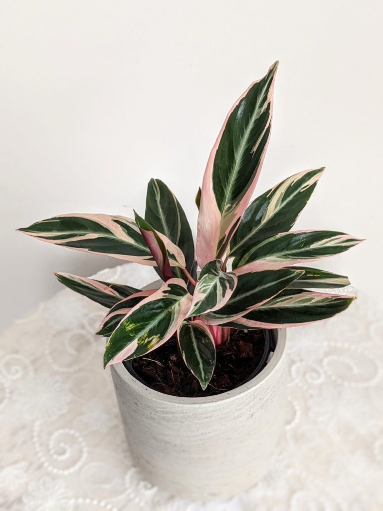  How to prevent Stromanthe Triostar leaves from Curling