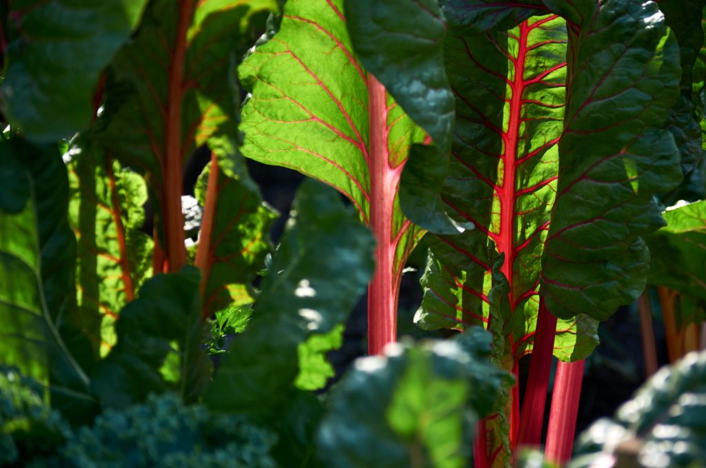 The colorful leaves of swiss chard on a sunny day