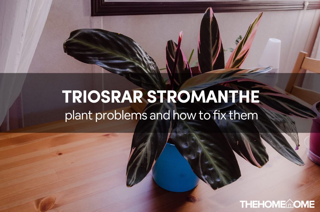 Common Stromanthe Triostar Plant Problems