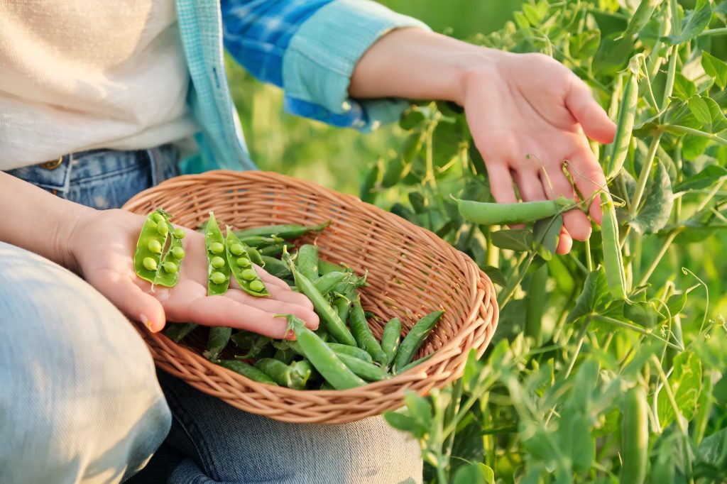 Woman with freshly picked green pea pods peeling and eating peas in vegetable garden