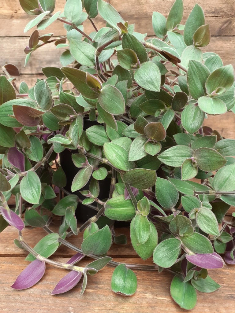 Tradescantia Baby Bunny Ears