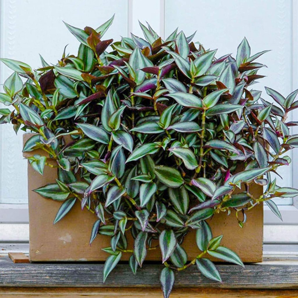 Tradescantia Varieties 15 Common And Rare Wandering Jew Plants The