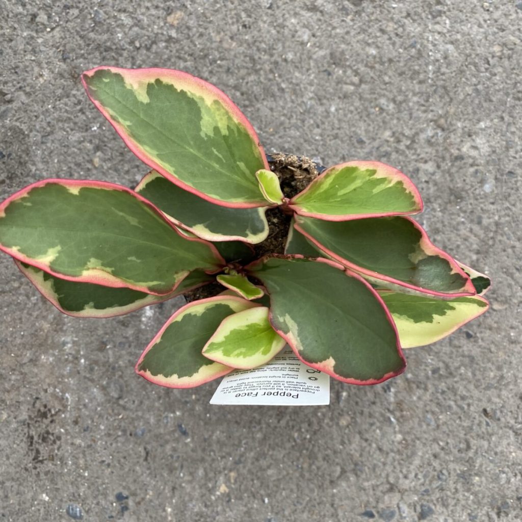 Peperomia Clusifolia