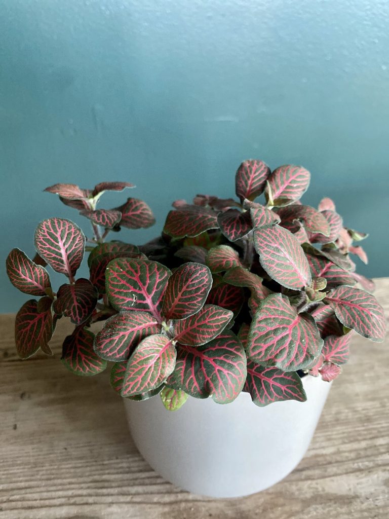 10 Beautiful Pink Houseplants For Your Home - The Home Tome