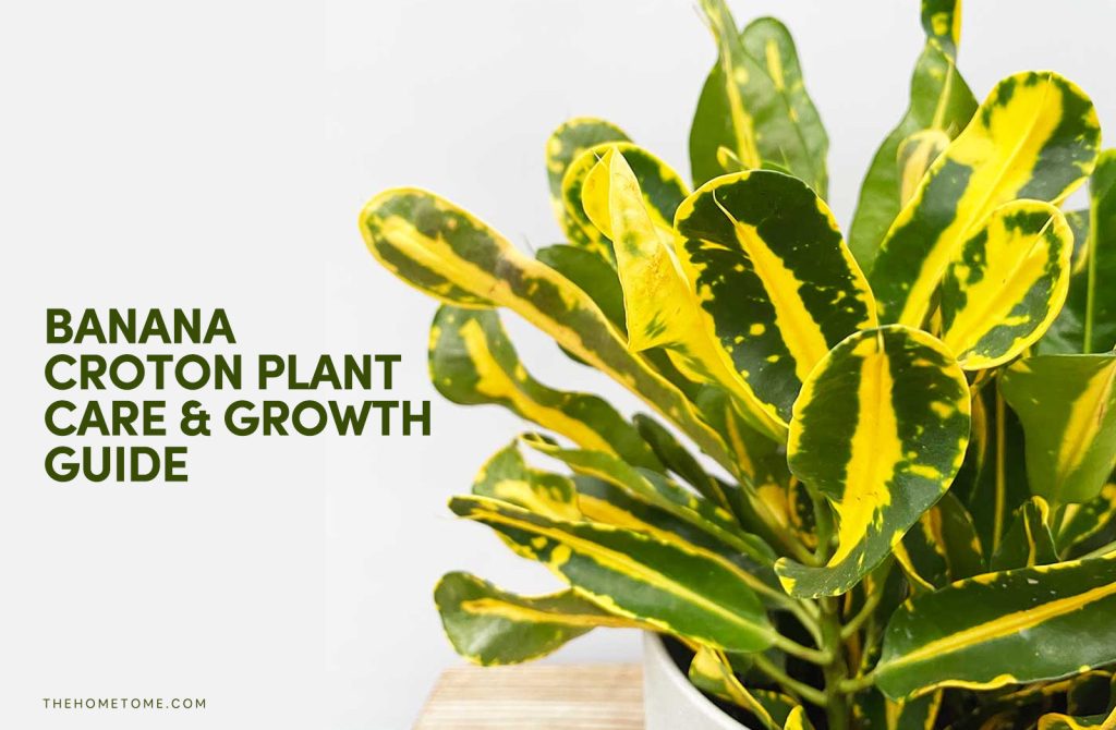 Banana Croton Plant Care growth guide