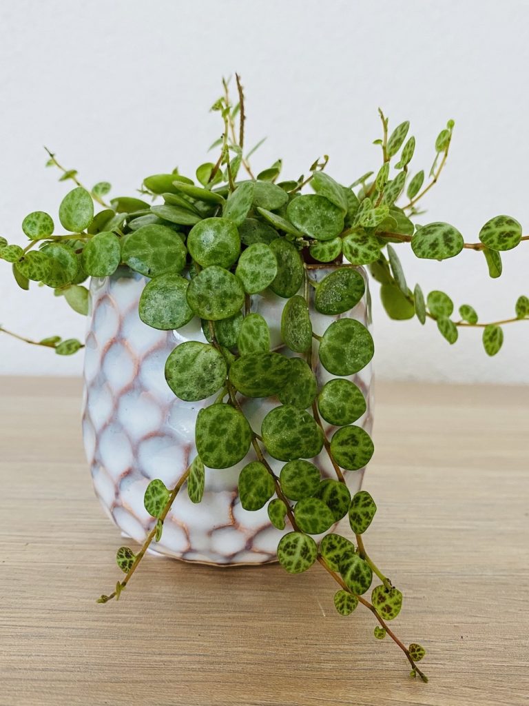 Peperomia Prostrata