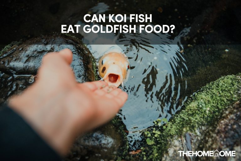 Can Koi Fish Eat Goldfish Food?