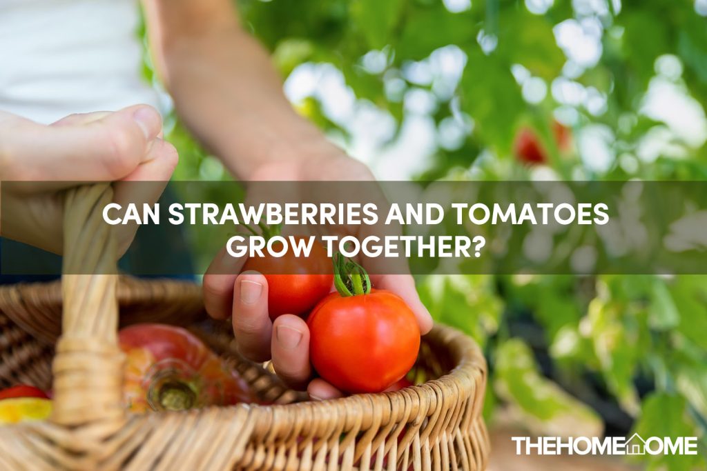 Can Strawberries And Tomatoes Grow Together?