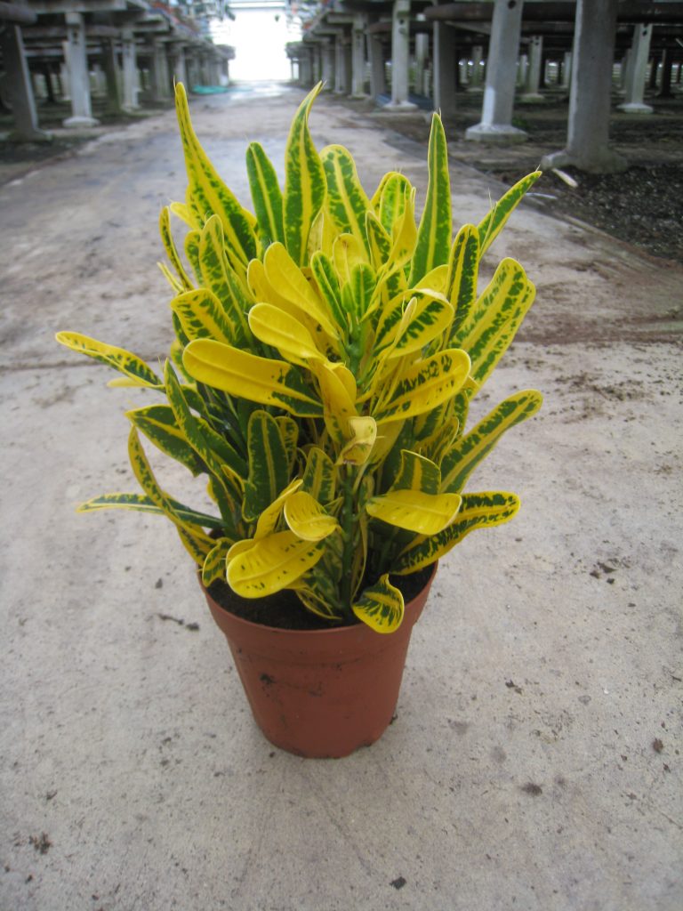 Banana croton plant