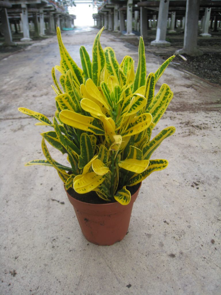 Banana Croton Plant