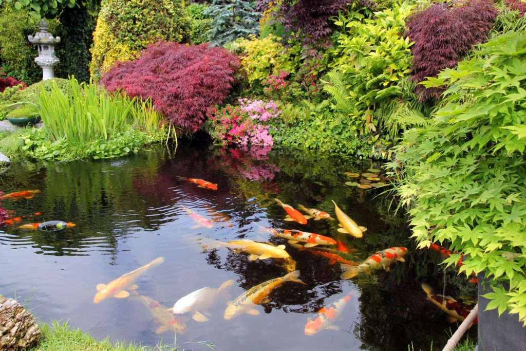 Cool Koi FishGarden Pond