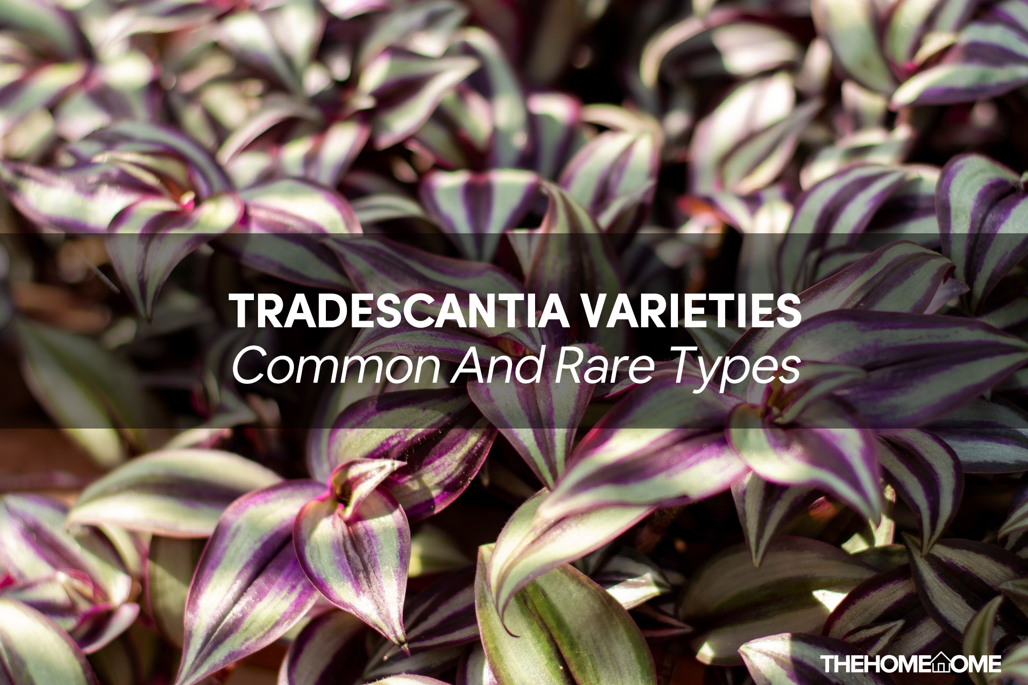 Tradescantia Varieties 15 Common And Rare Wandering Jew Plants The