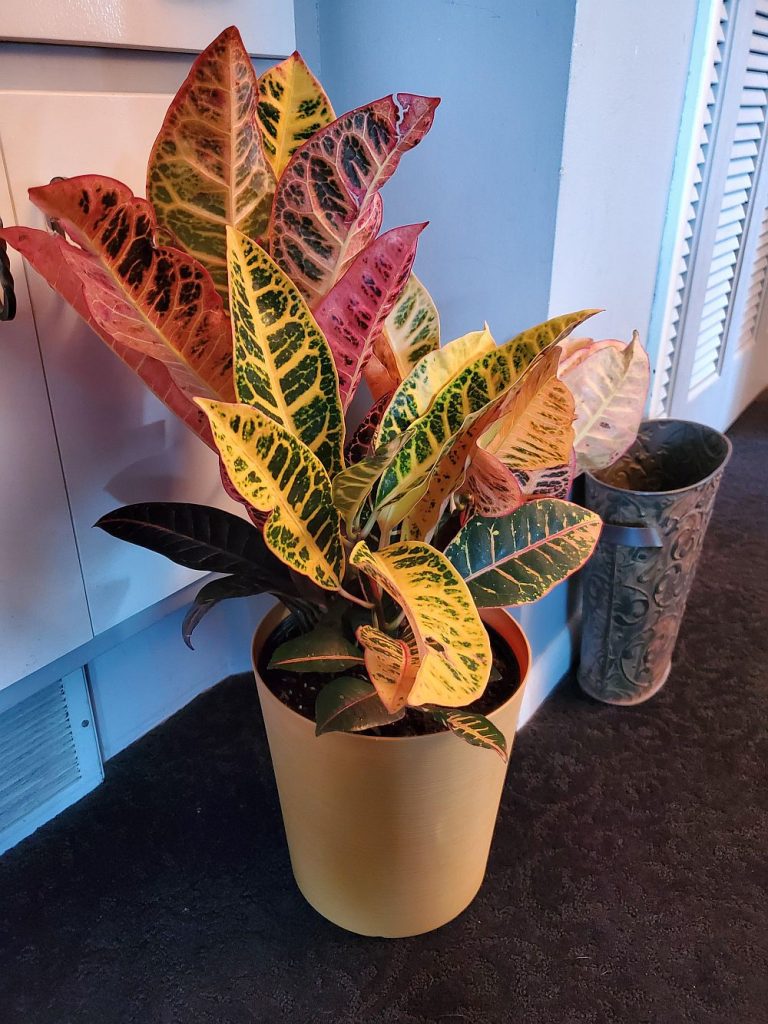 Croton Magnificent