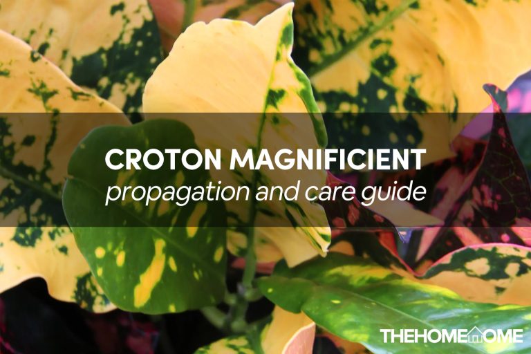 Croton Magnificent Care