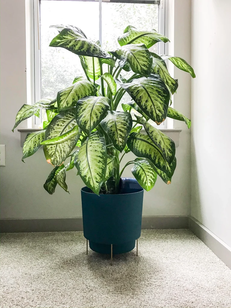 Dieffenbachia Delilah