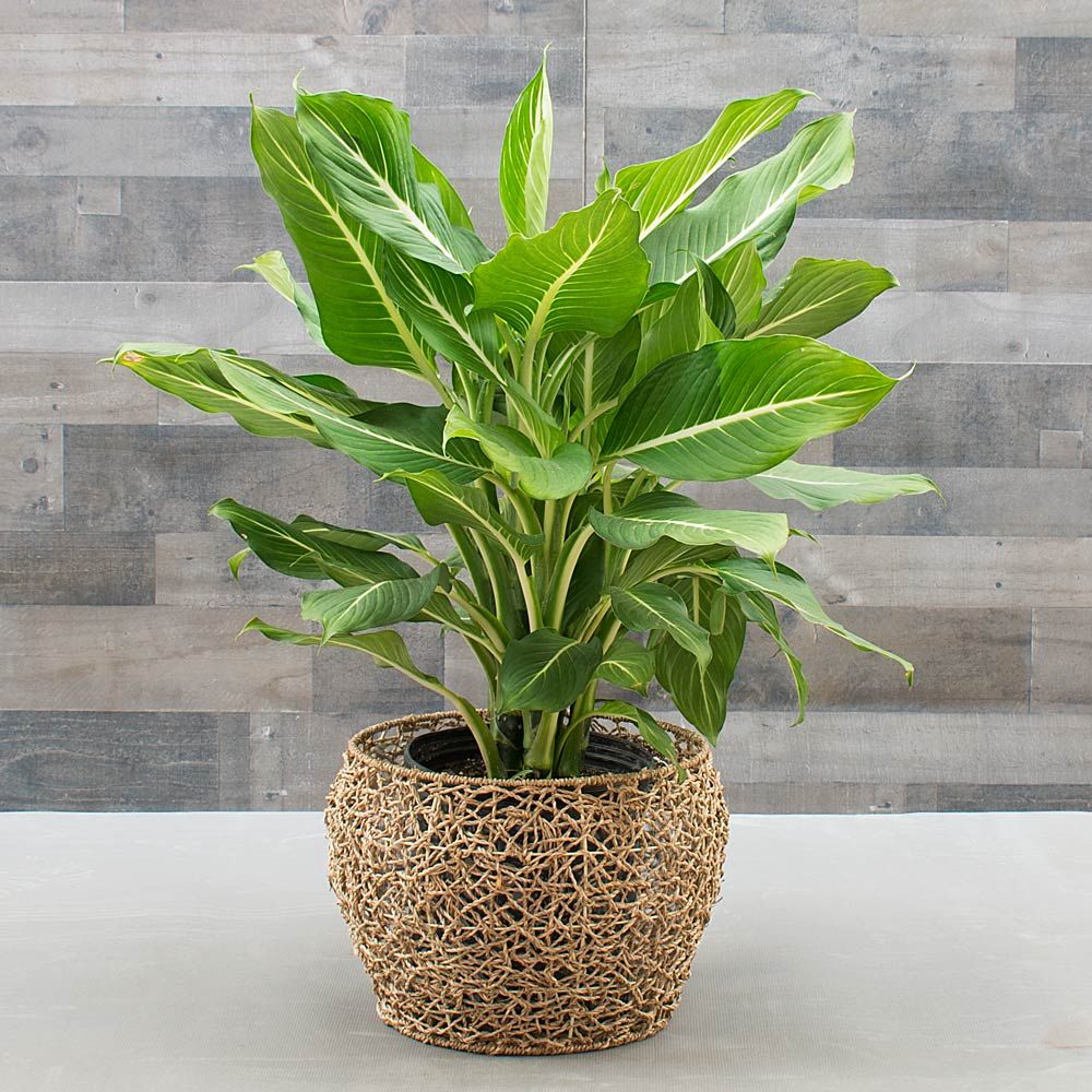 Dieffenbachia sterling