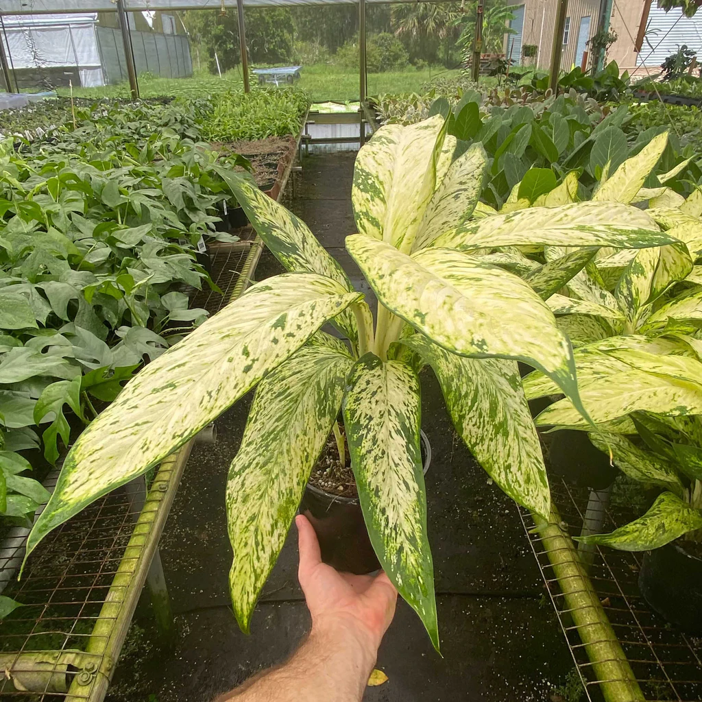 Dieffenbachia Mary