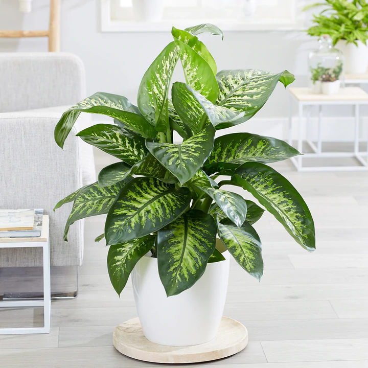  Dieffenbachia Tropic Snow