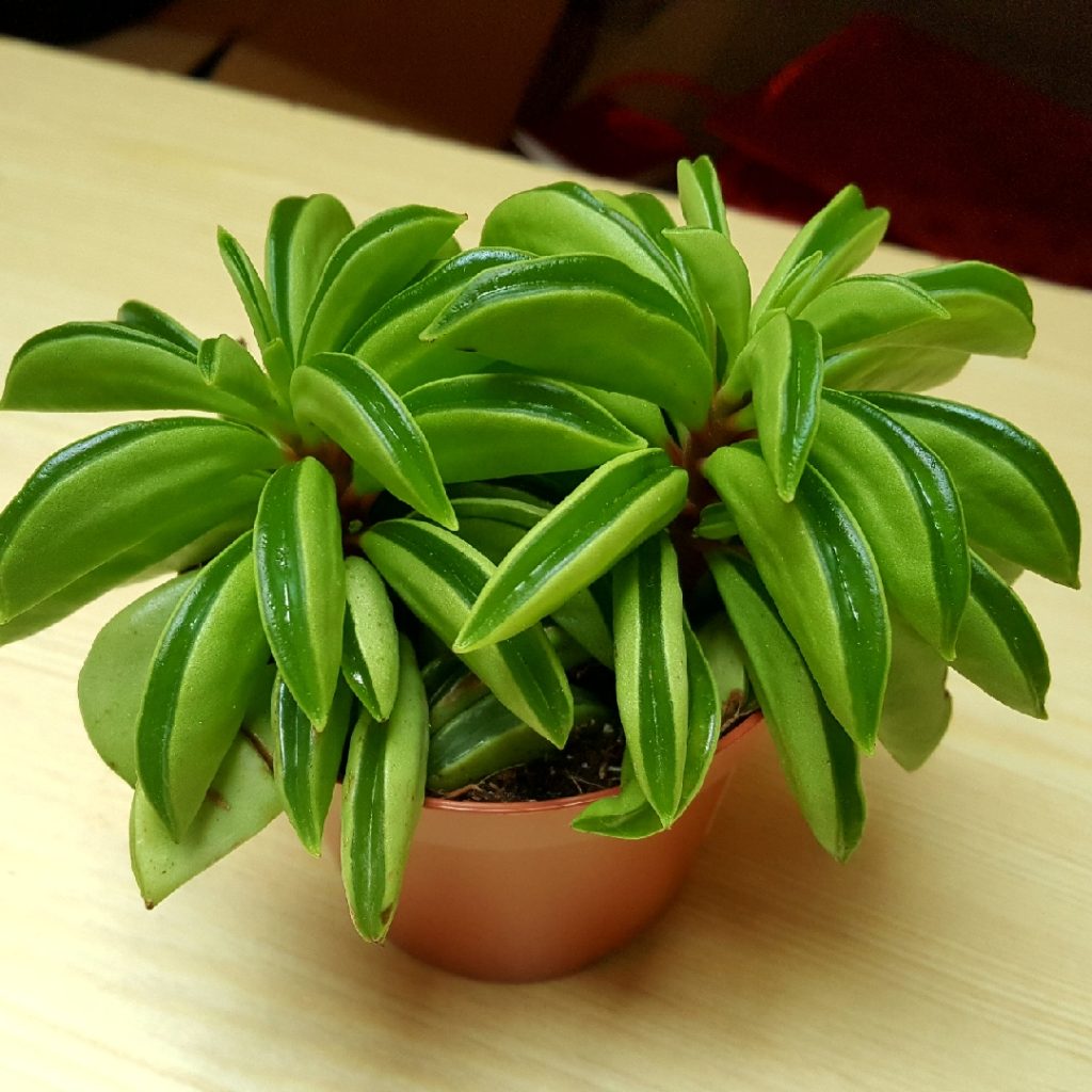 11. Peperomia Dolabriformis