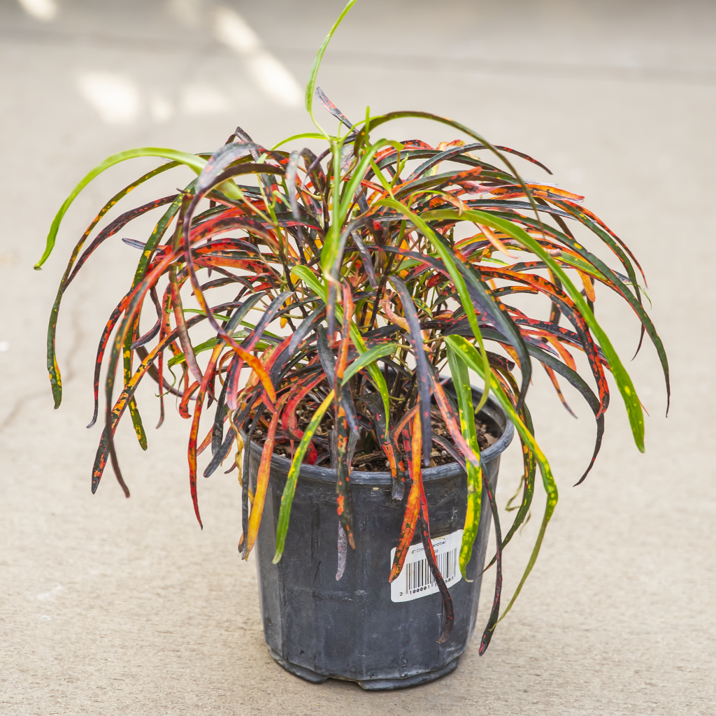 Croton Zanzibar Plant