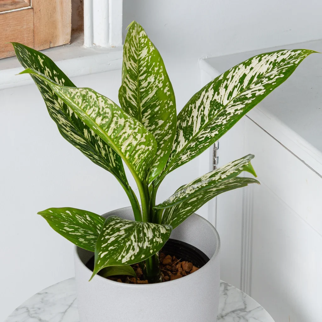 Dieffenbachia White Etna 