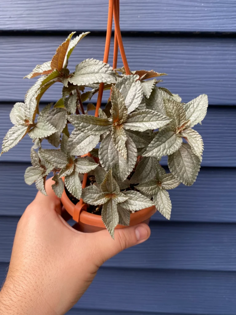 Pilea Silver Cloud