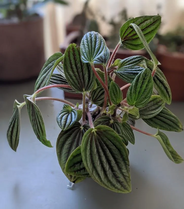 Peperomia Fuzzy Mystery