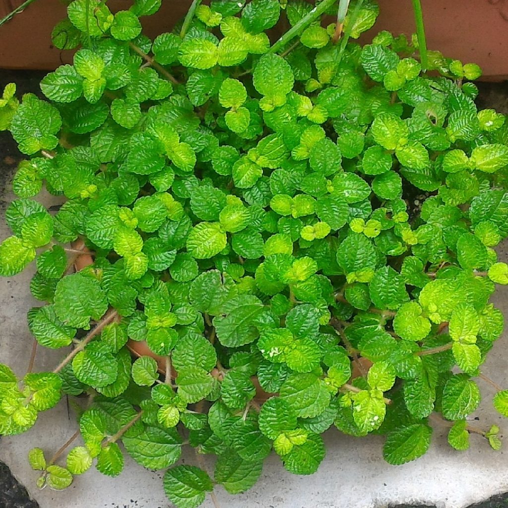 Creeping Pilea