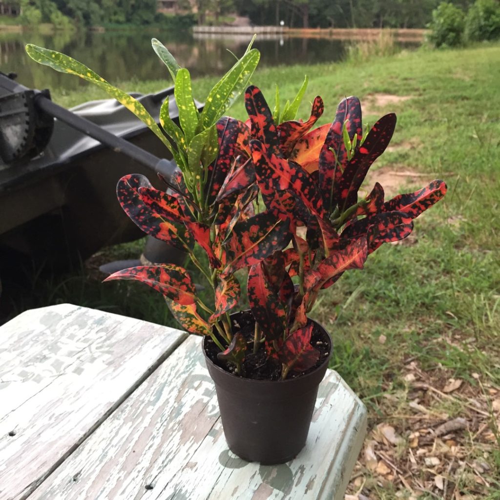 Bush Fire Croton Plant