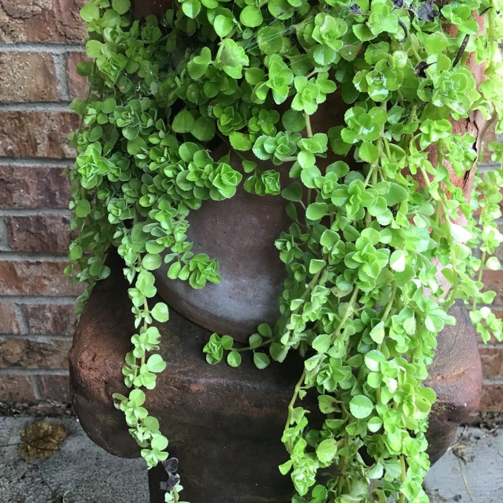 Pilea Baby Tears