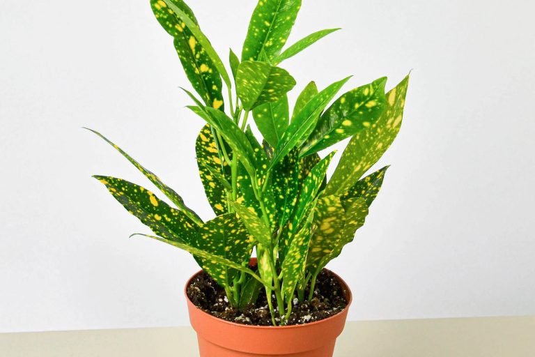 Gold Dust Croton Plant Care Guide