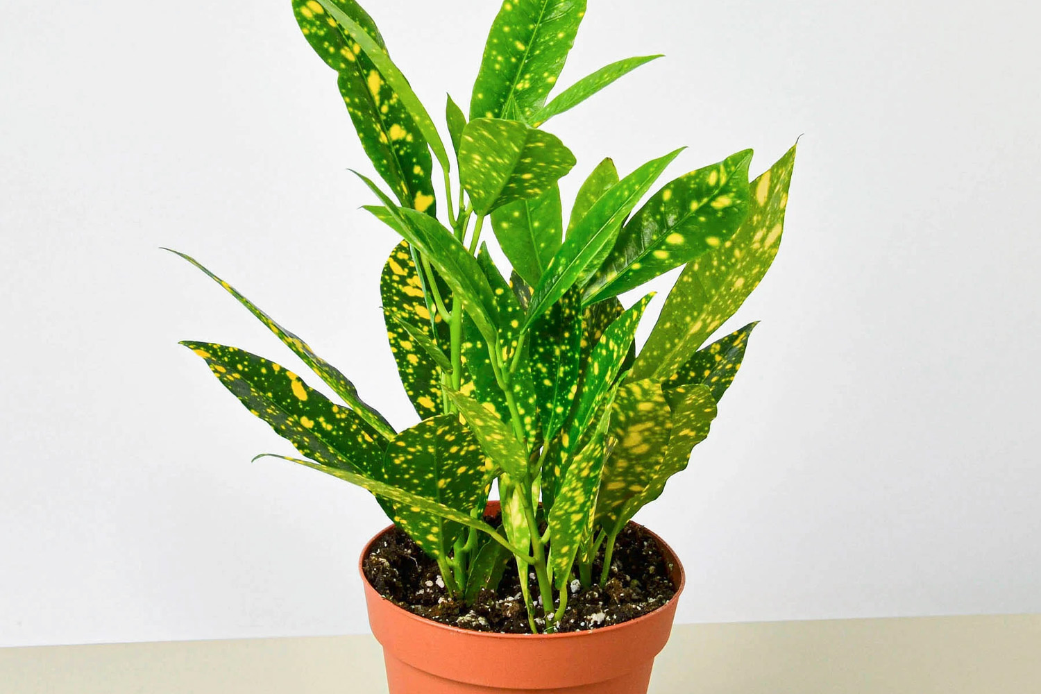 Gold Dust Croton Plant Care And Propagation Guide - The Home Tome