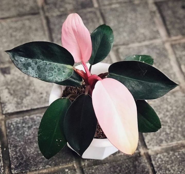 Pink Congo Philodendron