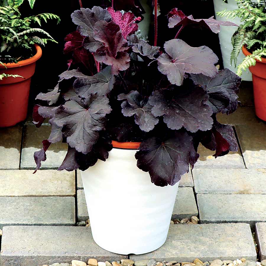  Heuchera Northern Exposure Black