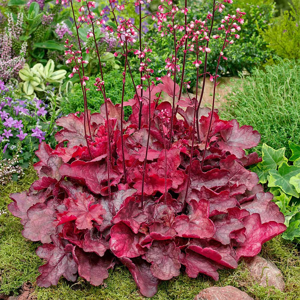 Heuchera Fire Chief