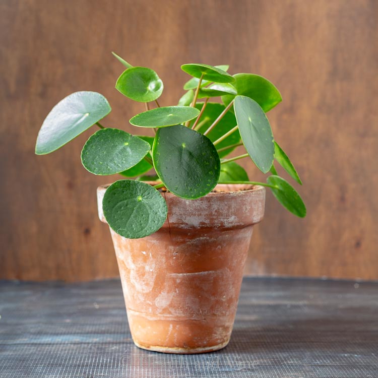 Pilea Involucrata