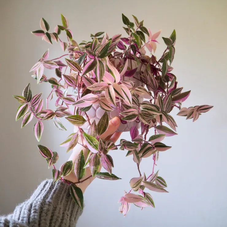 Tradescantia Tricolor