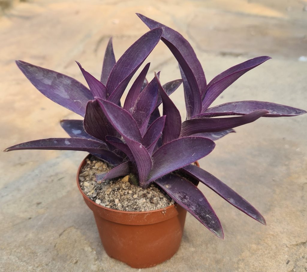 Tradescantia Purple Heart