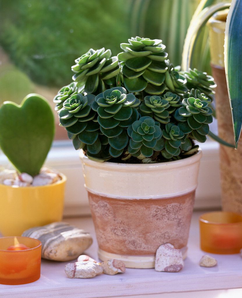 Peperomia Belly Button