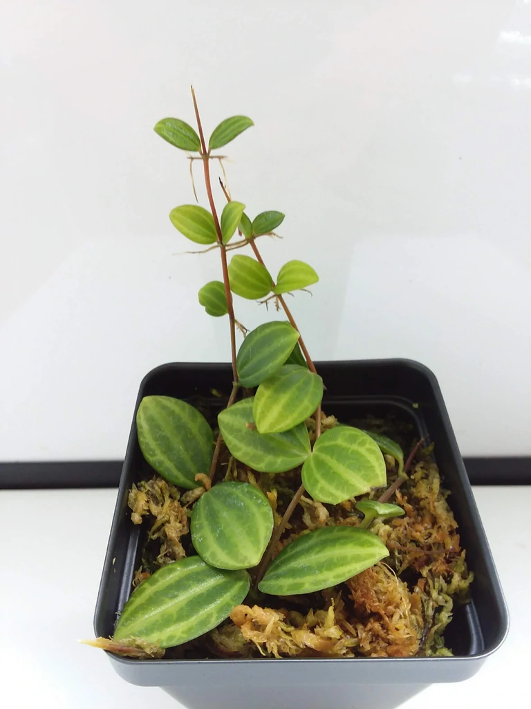 Peperomia Quadrangularis