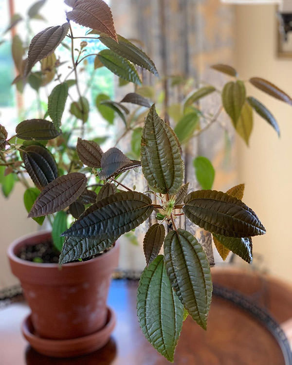 Pilea Coral